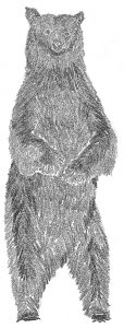 upright bear front (gy)